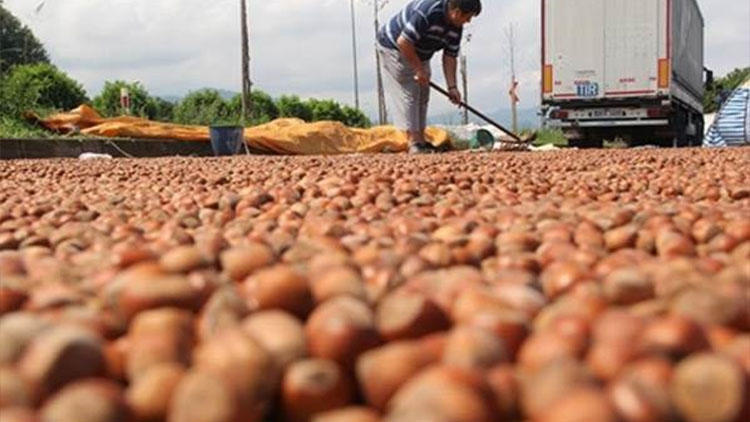 Fındık için 14-15 lira yüksek bir sayı değil