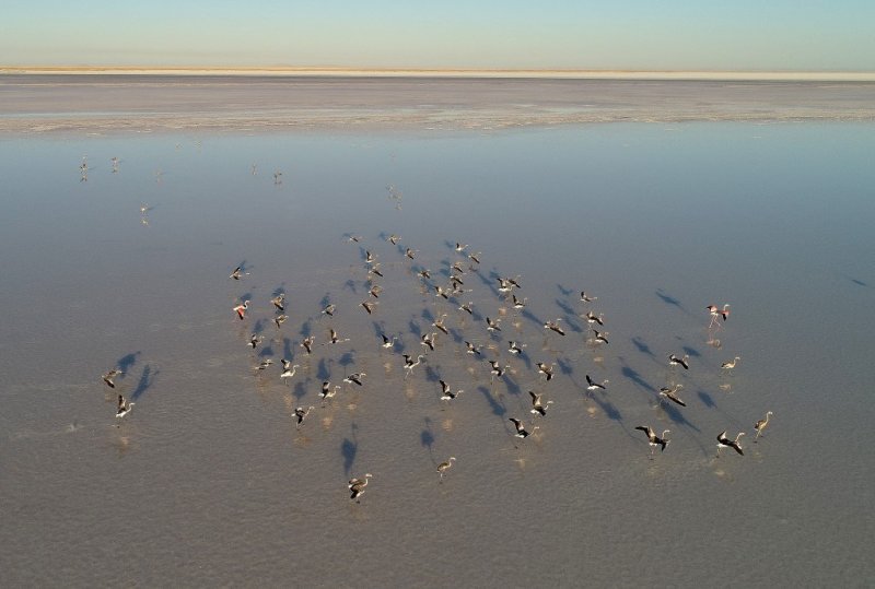 Flamingo cenneti Tuz Gölü'ne turist akını