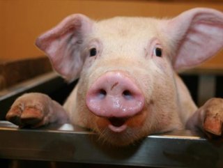 İspanya'da domuz sayısı insan nüfusunu geçti