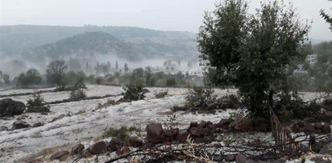 Manisa’da batmış yağışı ekili alanlara hasar verdi