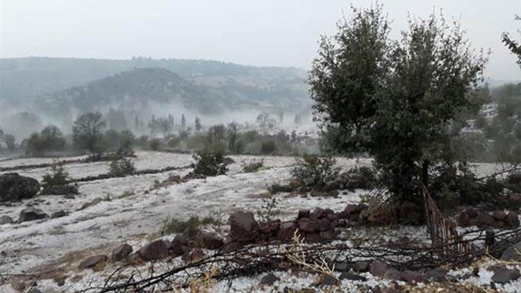 Manisa'da batmış yağışı ekili alanlara hasar verdi