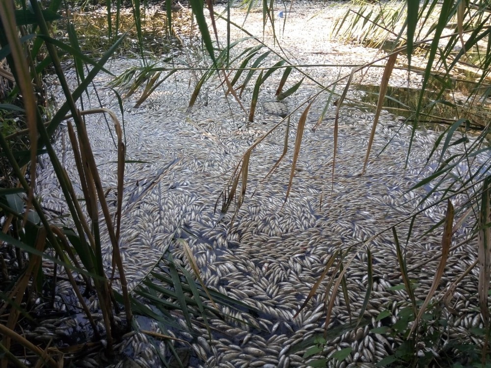 Manisa'da binlerce balık telef oldu