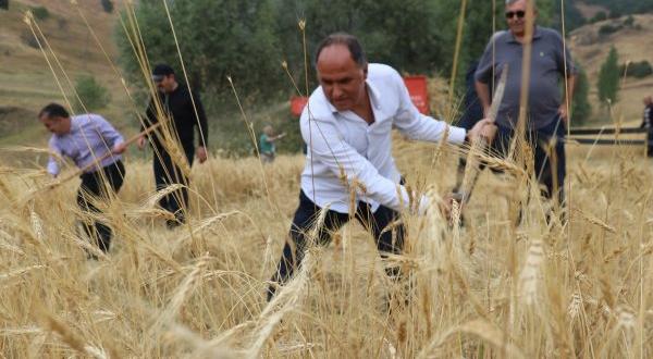 Sivas’ta 2 bin takvim cet tohumu buğday verdi