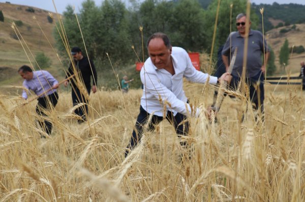 Sivas'ta 2 bin takvim cet tohumu buğday verdi