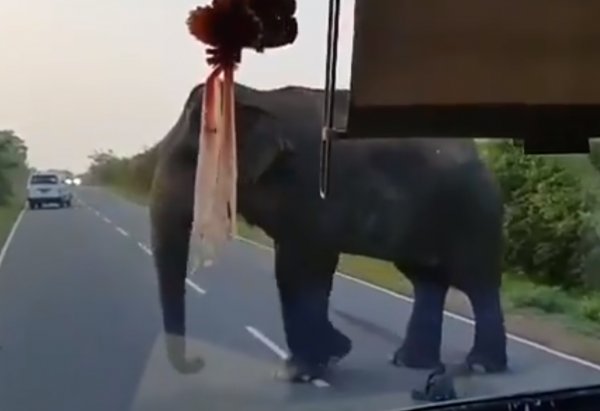 Sri Lanka'da arabadan muz çalan hırsız fil