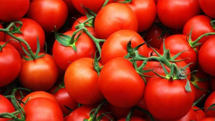 Stresle tatlanan domates geliştirdiler