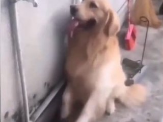 Su içmek için musluğu açan köpek