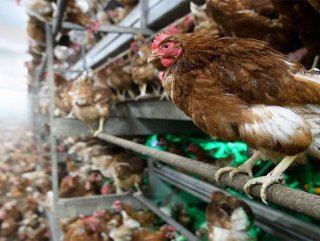 Tavuk yumurtası üretimi haziranda yüzde 5.5 azaldı