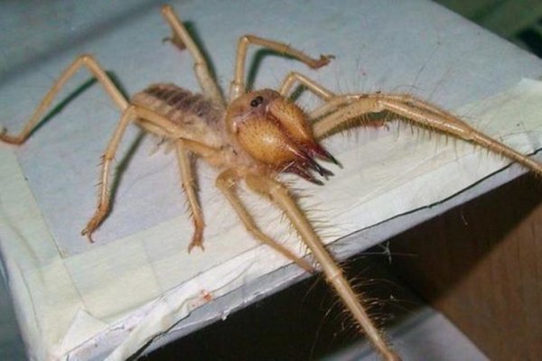 Türkiye'de sarıkız örümceği korkusu