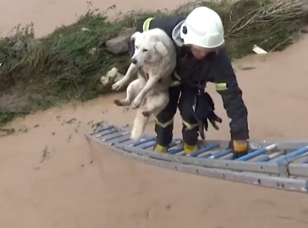 Ünye'de sele kapılan köpek kurtarıldı