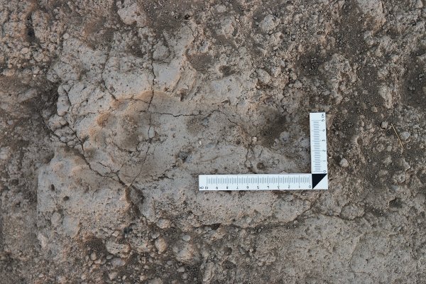 Van'daki kazılarda Urartular'ın bacak izine rastlandı