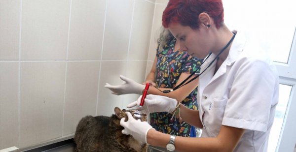 19 kilo olan kediye önlem alındı