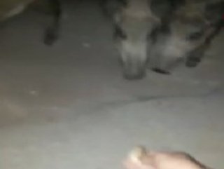 Açlıktan Bodrum’a inen domuzları eliyle besledi