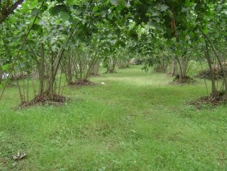Araplar Ordu ’dan öncelikle fındık bahçesi satın aldı