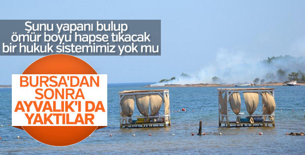 Ayvalık ’ta 3 dekarlık orman kül oldu