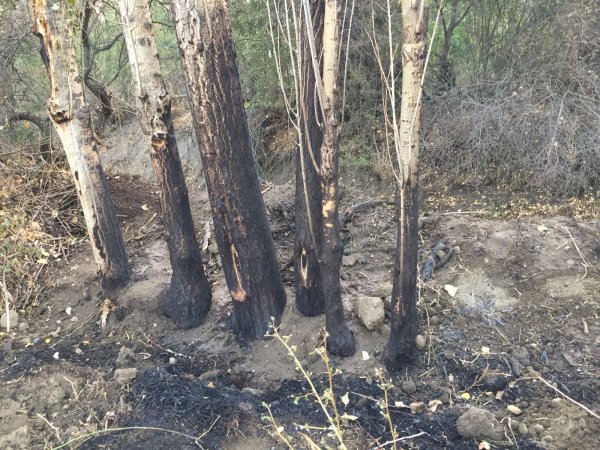 Bahçesindeki otları yanmak isterken kendini yaktı