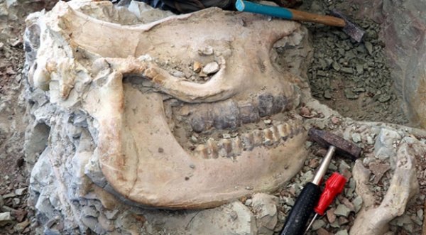 Çankırı'da 15 türde 140 parça fosile ulaşıldı