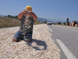 Çekirdekleri kurutmak için çevre yoluna serdiler