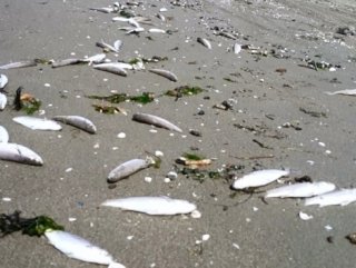 Çekya ’da 100 ton balık kuraklık nedeniyle öldü