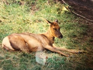 Dünyanın en yaşlı geyiği 26 yaşında hayatını kaybetti