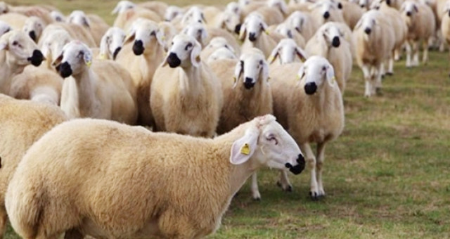 En Ucuz Kurbanlıklar Adana'da Satılacak