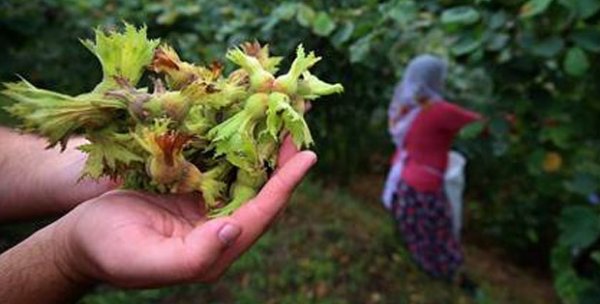 Fındık hasadı Trabzon'da yağmurla başladı