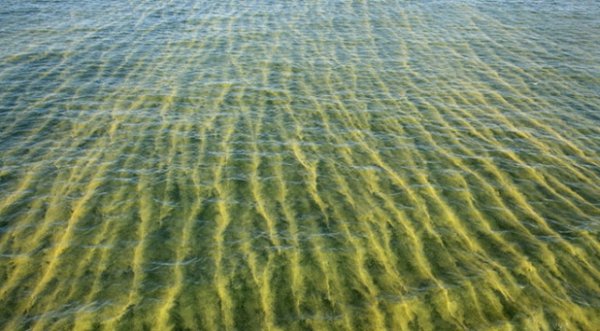 Florida’da OHAL duyuru edildi