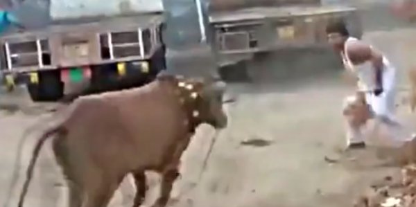 Hindistan’da kaçan ineği yakalama çalışması