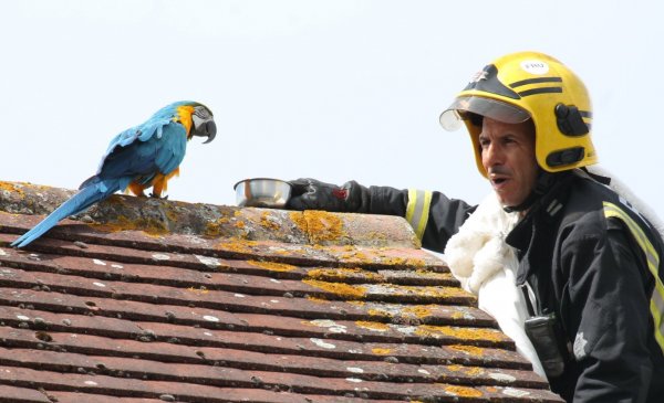 İnatçı Amerikan papağanı itfaiyecilere küfretti