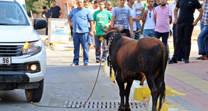Kaçan boğa, aileye bayramı zehir etti