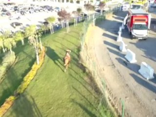 Kaçan dana zorlama anlar yaşattı