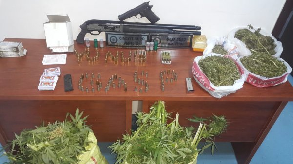 Kahvehanenin damına Hint keneviri ektiler