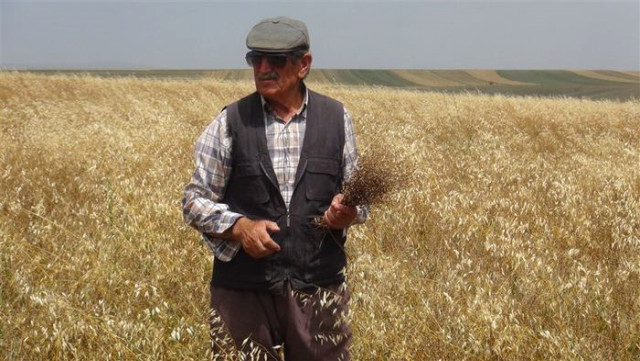 Kars’ta Üretilen Jet Yakıtı Hammaddesi Ketenciğin Hasadı Yapıldı