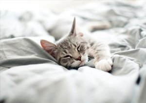 Kediniz uyku arkadaşınız olsun