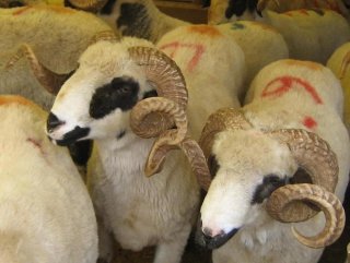 Koçun vurduğu 82 yaşındaki kadın kurtarılamadı