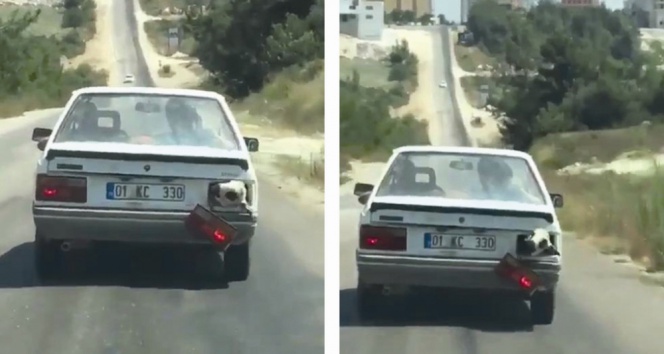 Kurbanlık koyunu bagajda böyle taşındılar