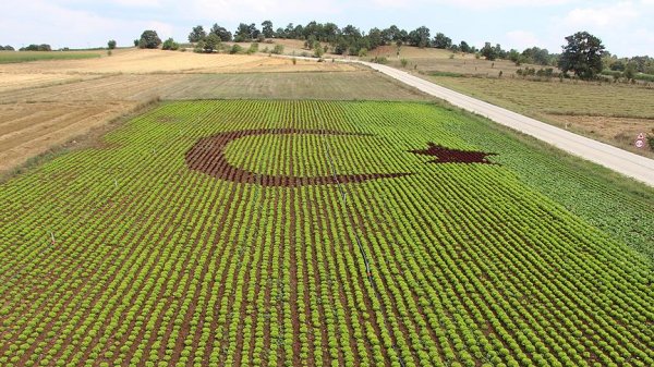 Marul tarlasında ay-yıldız