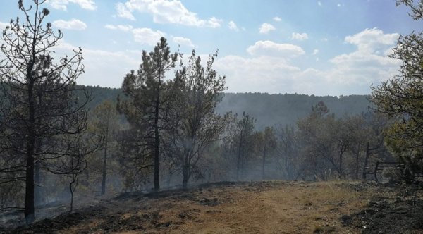 ODTÜ ormanında yangın