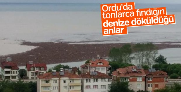 Ordu’da tonlarca fındığın denize aktığı anlar