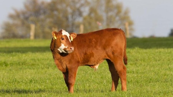 Şarbon hastalığı nedir