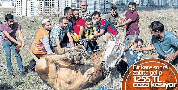 Sultangazi'de zabıtadan kaçak kesim denetimi