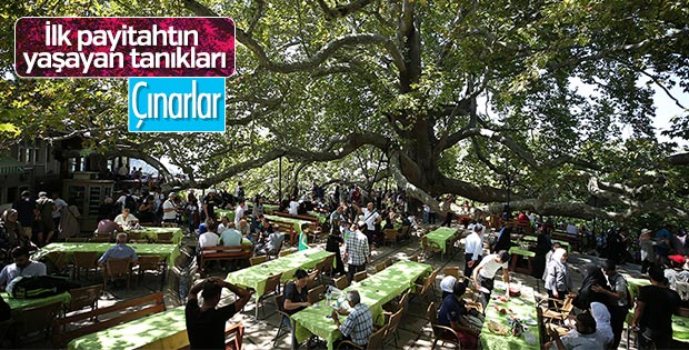 Tarihe şahitlik eden çınarlar