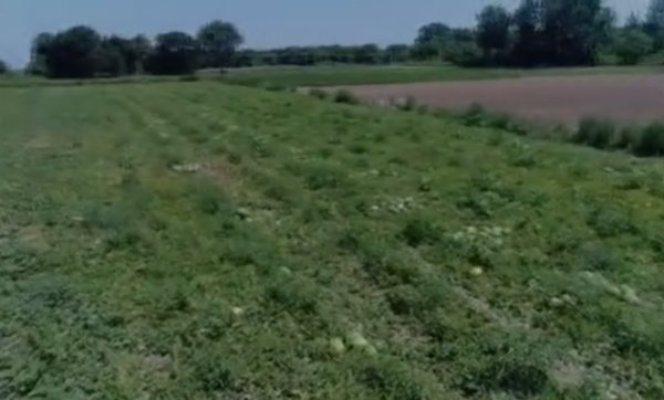 Türkiye'de illere kadar karpuz üretimi