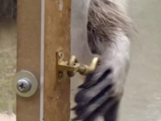 Yemeğe ulaşmak için kilitli kapıları açan rakun