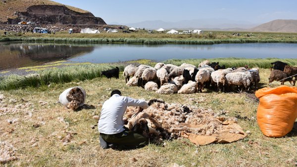 Yüzyıllık gelenek: Türkü ve halay eşliğinde koyun kırkma