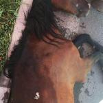 Yere yığılan atını tekmeledi, bırakıp gitti