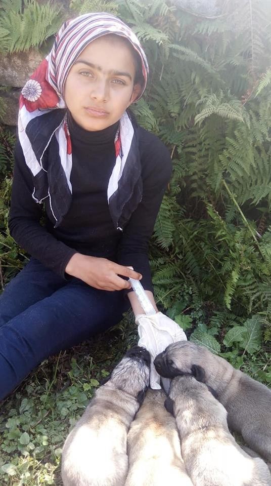 Keçiyi sırtında içeren Sena’nın köpekleri annesiz kaldı