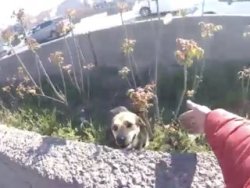 E-5 Karayolu ’nda trafiği durdurup köpeği kurtardı