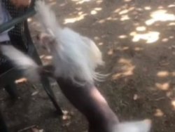 İzmir'de 10 bin liralık köpek hırsızlığı