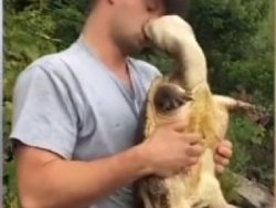 Kaplumbağanın ağzını ısırdığı adam